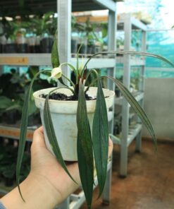 Aridarum Perisai (Josefia Intricata)