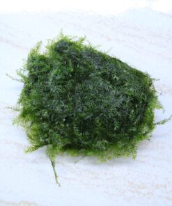 Moss Fissiden Nobilis