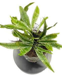 Microsorum Silver Storm