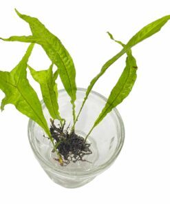 Microsorum Thor Hammer