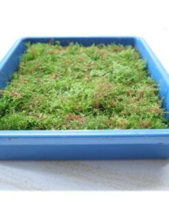 Moss minixmess