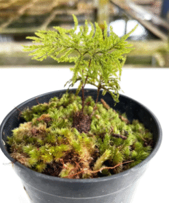 Climacium Dendroides / Tree Moss