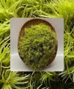 Leucobryum