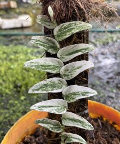 Rhaphidophora Tenuis Variegated