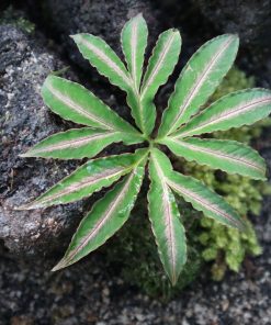 Amorphophallus Pendulus