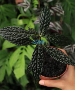 Ardisia Odontophylla