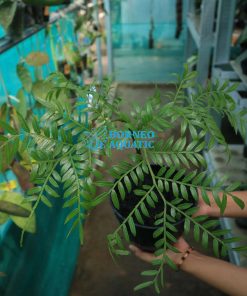 Angiopteris Evecta (Banteng)