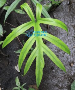 Cyrtosperma Sp. Papua