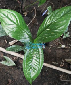 Cyrtosperma Macrotum