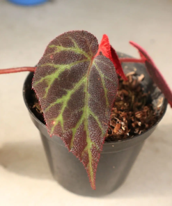 Begonia sp. Red Sumatra