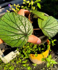 Begonia sp. Sekadau
