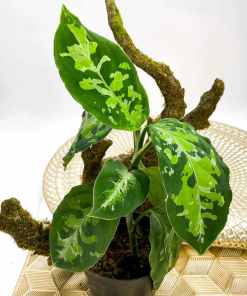 Aglaonema Pictum Tricolor