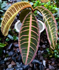 Emblemantha Urnulata B.C. Stone Pink (ex Ardisia Sumatera Pink)