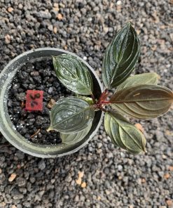 Bucephalandra Skeleton King