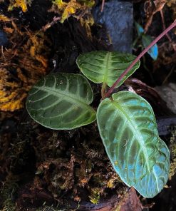Cosmianthemum Obtusifolium