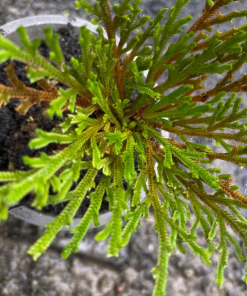 Selaginella Tamariscina