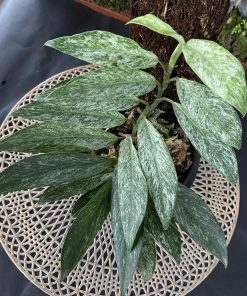 Rhaphidophora Elliptipolia Mint