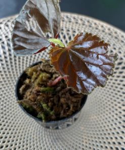 Begonia sp Black Bowl