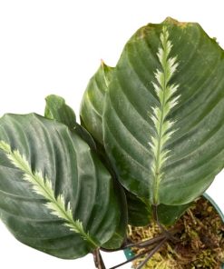 Calathea Lindeniana