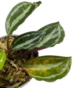 Calathea Silver Black