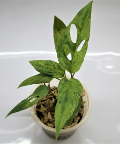 Amydrium Medium Varigated