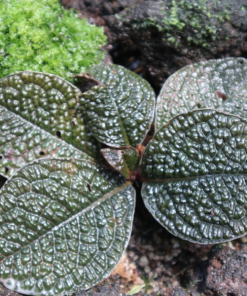 Labisia sp. Snake Skin (ex. Ardisia)