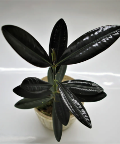 Ficus Elastica Roxb. ex Hornem.