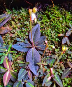 A New Species (Sonerila Sp)