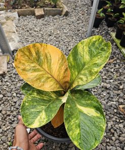 Anthurium Jemani Variegated