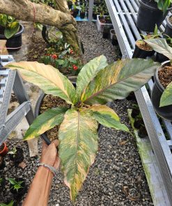 Anthurium Hookery Pink