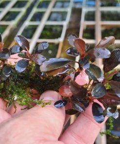 Bucephalandra & Rare Cryptocoryne