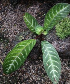 Henckelia Amoena  (ex Labisia sp. Fish Bone)