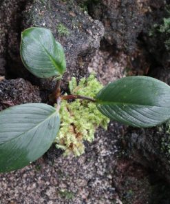 Homalomena sp. Daun Tebal