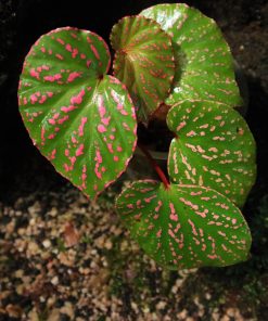 Begonia Roseopunctata