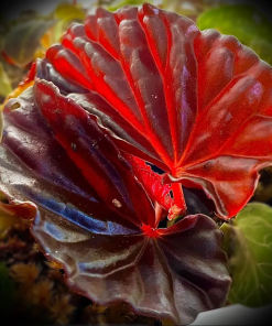 Begonia Black Blood