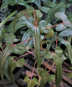 Abelmoschus Manihot L. Cendrawasih