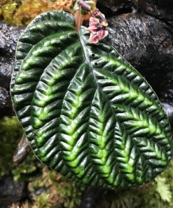 Acranthera sp.  Kapuas Hulu (ex Ardisia Kapuas Hulu)