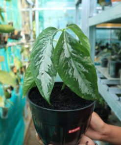 Arisaema Filiforme Borneo