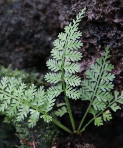 Asplenium Thunbergii (ex. Fern thunbergi)