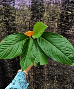 Homalomena Punctulata