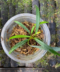 Homalomena Sub Haseii