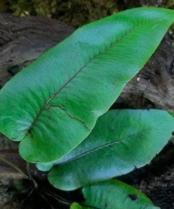 Diplazium Cordifolium Blume.
