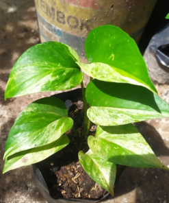 Epipremnum Aureum (ex Sirih Gading)