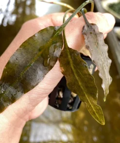 Cryptocoryne Miss Lingga