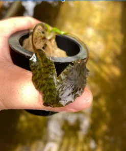 Cryptocoryne Schulzei