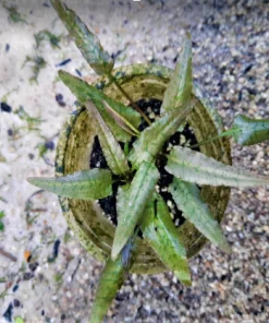 Cryptocoryne Ferruginea Narrow