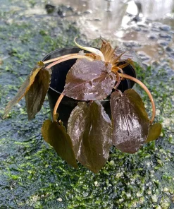 Cryptocoryne Hendrikii