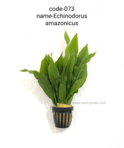 Echinodorus Amazonicus