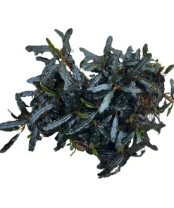 Bucephalandra Belindae