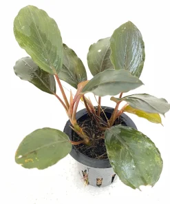 Bucephalandra Black Swan